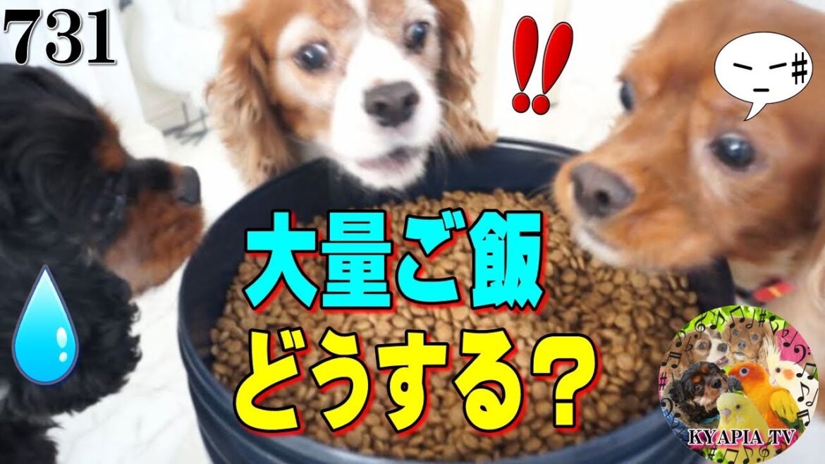 キャバリア犬!性格が良く解るご飯  山盛り実験|あんぽんたん・おもしろ可愛い動画731 Cavalier キャバリア犬!性格が良く解るご飯  山盛り実験|あんぽんたん・おもしろ可愛い動画731 Cavalier