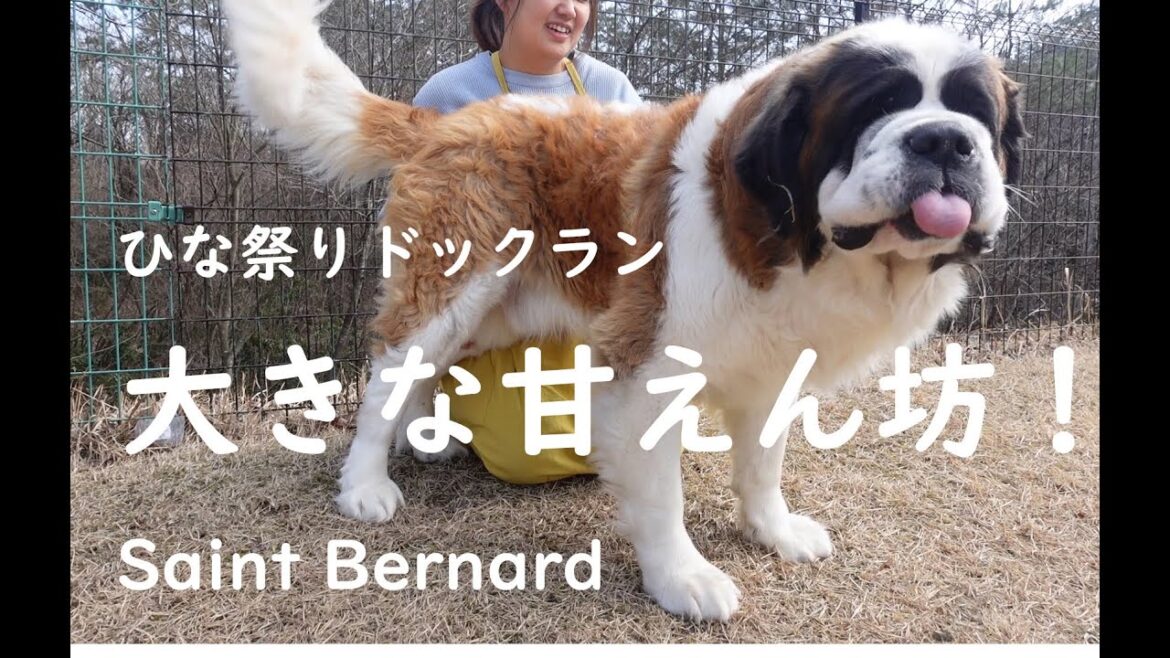 【大きな甘えん坊！】平凡なセントバーナードの日記　今日はひな祭り！よく晴れました！今日も平和で平凡です！Big spoiled brat!　Saint Bernard