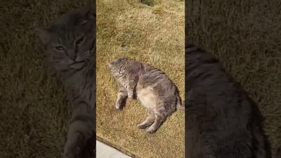 Stubbin got some catnip 😻😹