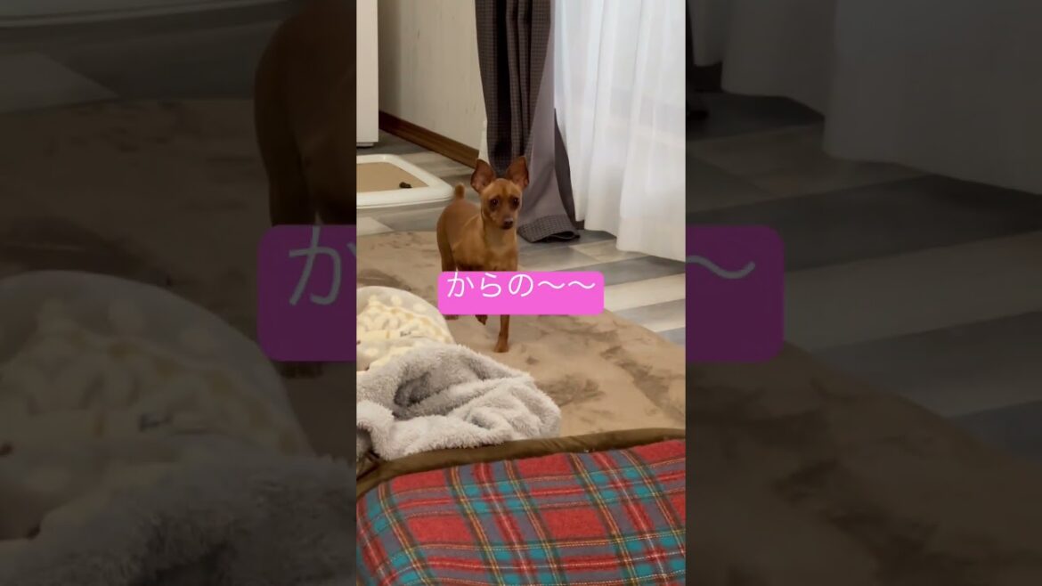 ご褒美の要求🍰 #miniaturepinscher #ミニチュアピンシャー #ミニピン  #shorts