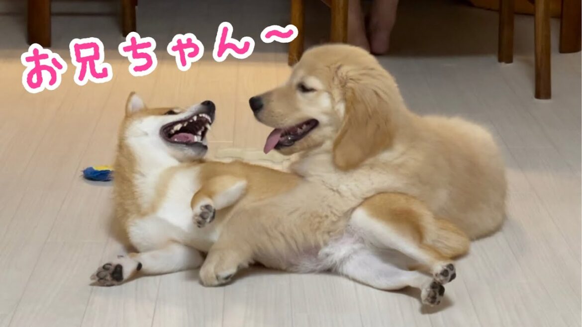 犬種も性格も違う柴犬とゴールデンレトリバーを飼ったらこうなりました