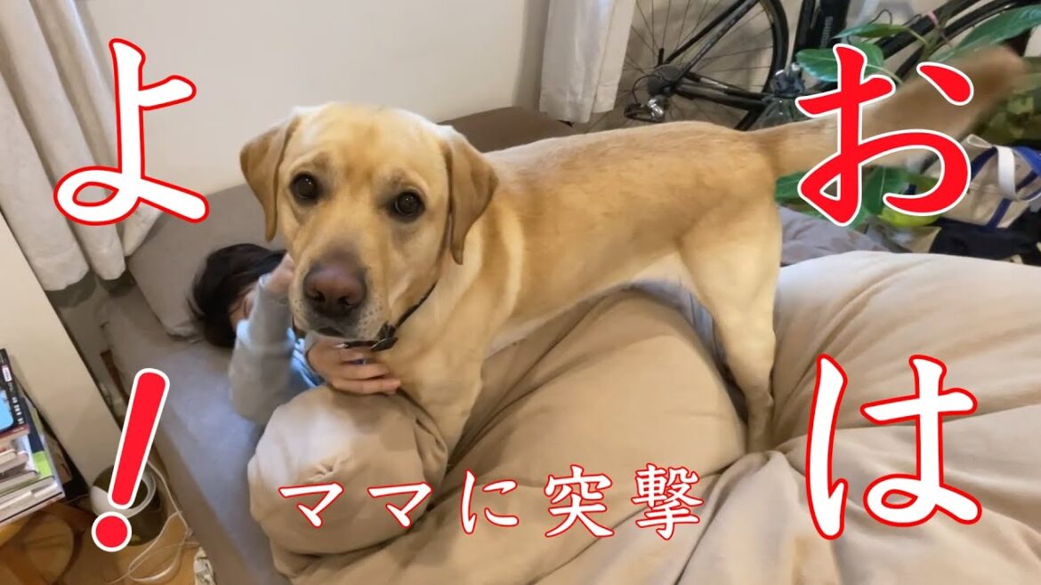 お寝坊ママに突撃します！！【ラブラドールレトリバー】