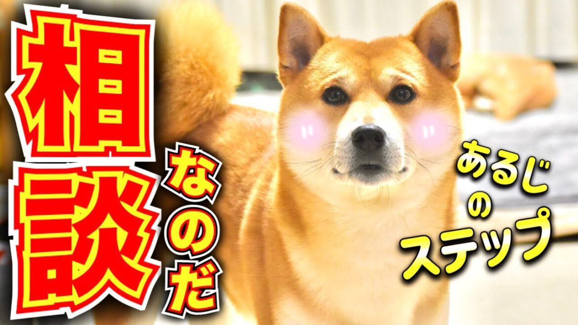 英語を喋りかけた柴犬【あるじのステップ】三浦半島ジブリ
