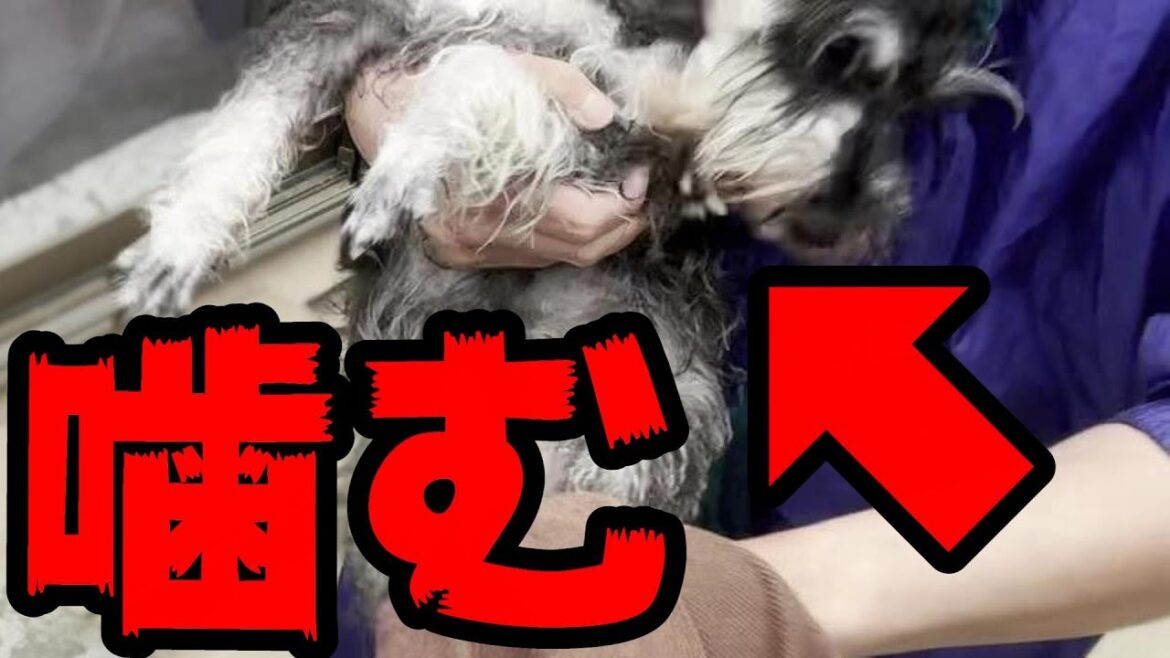 気に入らないので噛むことにしました【④ミニチュアシュナウザー犬/しつけ/訓練】