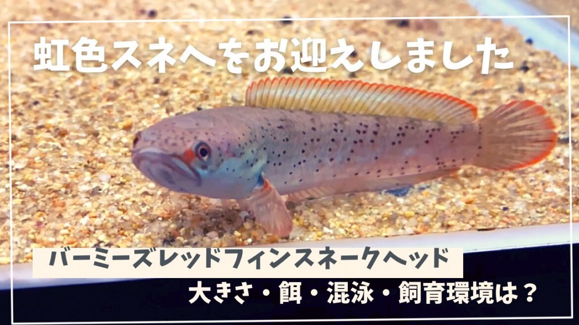新しくスネークヘッド買ってきたらめちゃめちゃ綺麗だった。＃アクアリウム