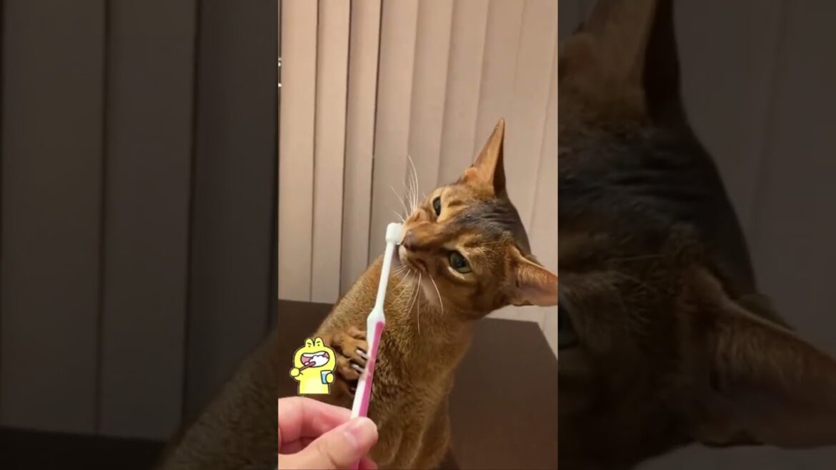 自分で歯磨きする！？アビシニアン猫。Abyssinian cat brushing teeth movie.