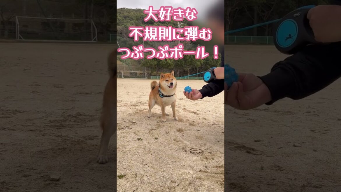 大好きなものの音には敏感に反応する柴犬てぃーだ