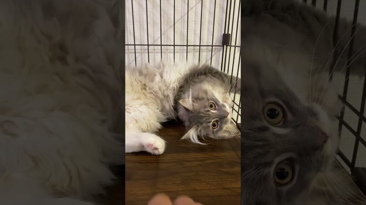 こっそり肉球を触ると… #ねこ動画 #サイベリアン #shorts