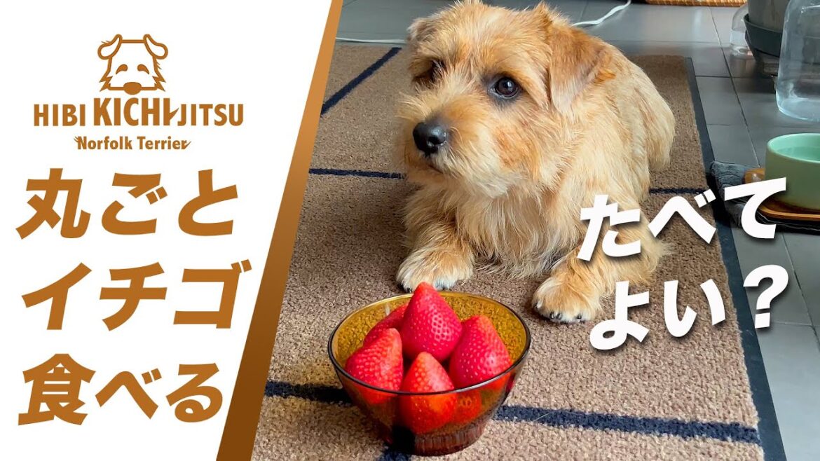 愛犬キチ  まるごとイチゴ ♪ 【 dog ノーフォークテリア norfolkterrier strowberry】 愛犬キチ  まるごとイチゴ ♪ 【 dog ノーフォークテリア norfolkterrier strowberry】
