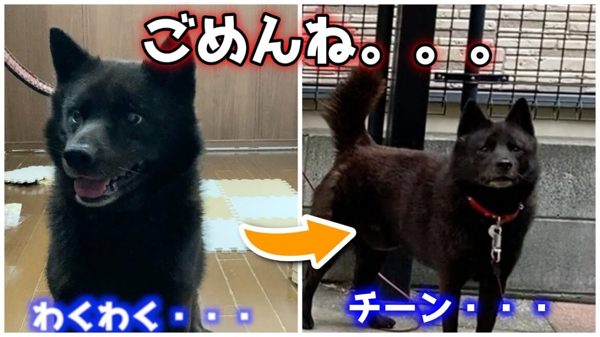 甲斐犬一休、家を追い出される 甲斐犬一休、家を追い出される