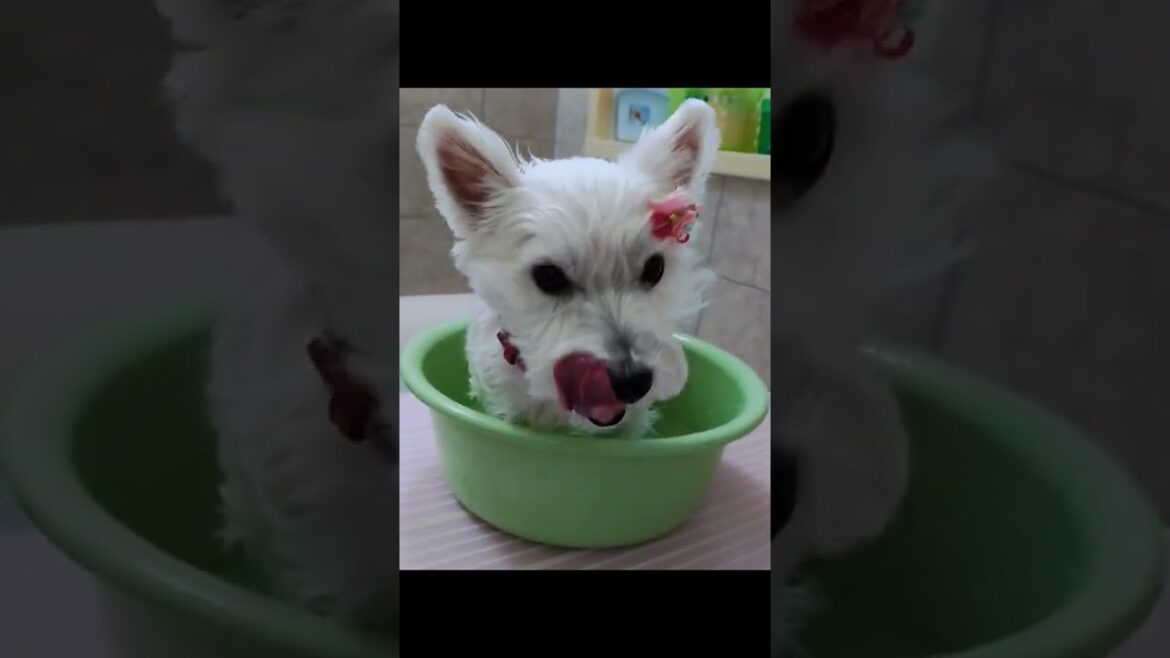 westie footbath #ウェスティー #ウエスティ #ウエストハイランドホワイトテリア #westie #westie dog #westhighlandwhiteterrier #足湯