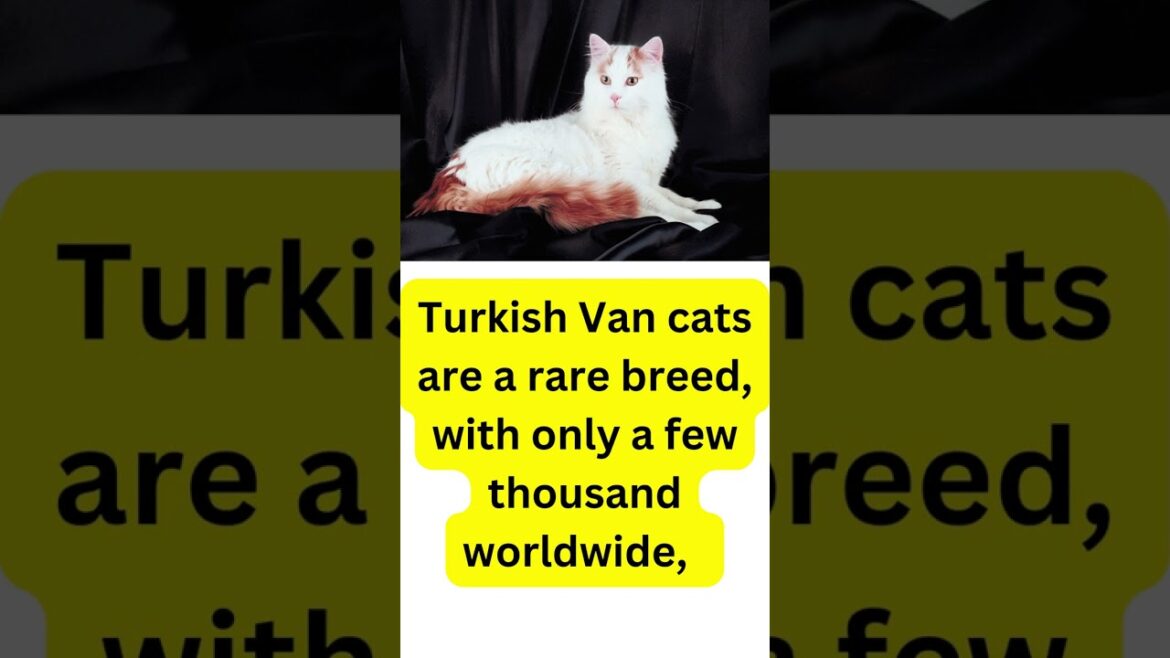 Turkish Van Cat : One of the best breeds on the planet #youtubeshorts #catshorts #catvideos