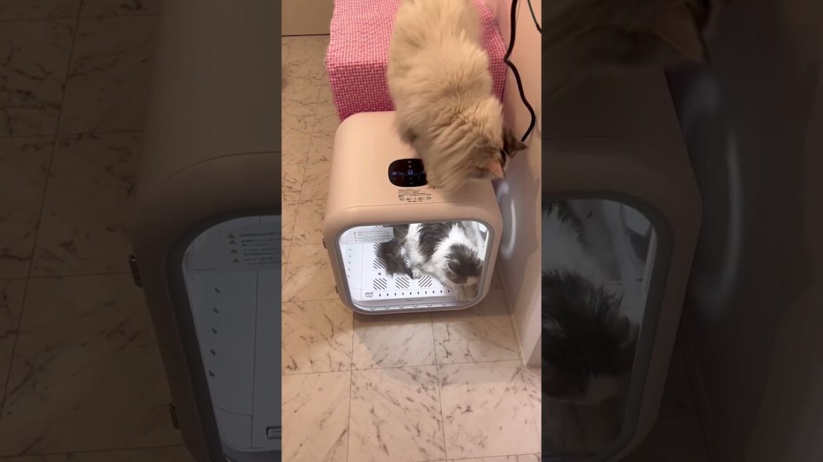 【マンチカン子猫ちゃんをシャンプー】生後5ヶ月の子猫ちゃん。みんなの応援で頑張りました#マンチカン#子猫#kitten#munchkin#kitty#shorts