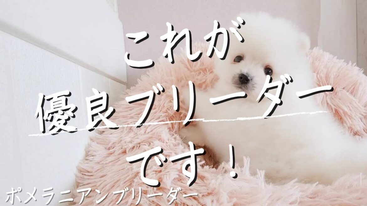 【まるで幼稚園】これぞ優良ポメラニアンブリーダー!【大阪府柴田由紀ブリーダー】 【まるで幼稚園】これぞ優良ポメラニアンブリーダー!【大阪府柴田由紀ブリーダー】