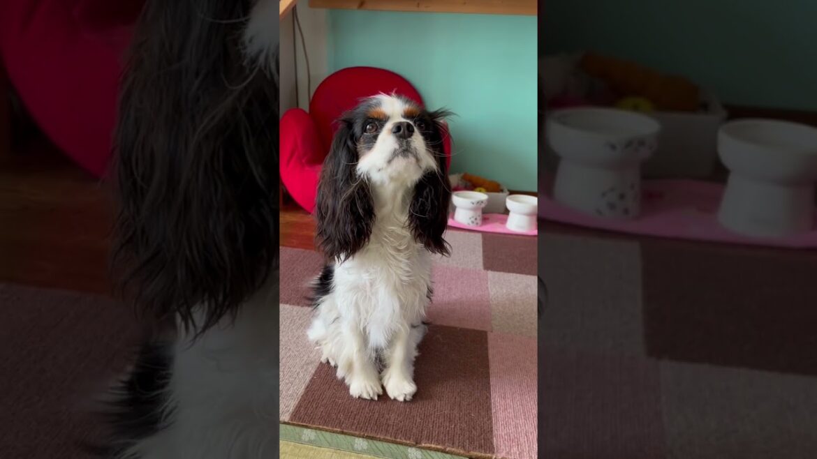地団駄を踏むキャバリア ミルクちゃん【cavalier king charles spaniel puppy dog】