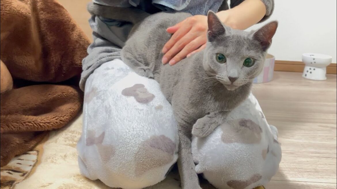 お風呂あがりのママに甘えるのがルーティンな猫でしたが...