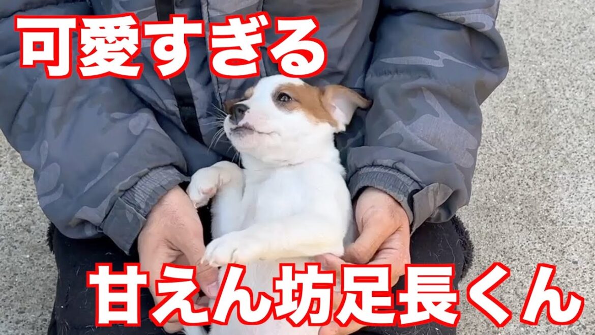 【ジャックラッセルテリア】しゅら次男くん2023年1月1日生まれ。お調子者のかまってちゃん！４人兄弟の次男くん動物癒し動画「にくきゅう」