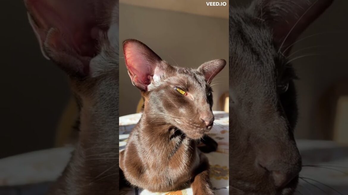 The Magic of Brown Cats: Exploring the Mystique Behind Their Unique Color! #cat #funnycat #browncat