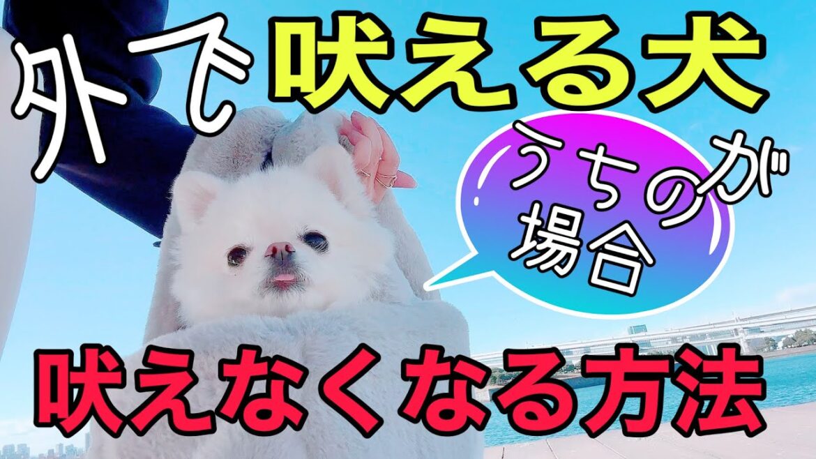 めちゃ吠えるポメラニアンが【魔法のアレ】で吠えなくなった✨うちの場合