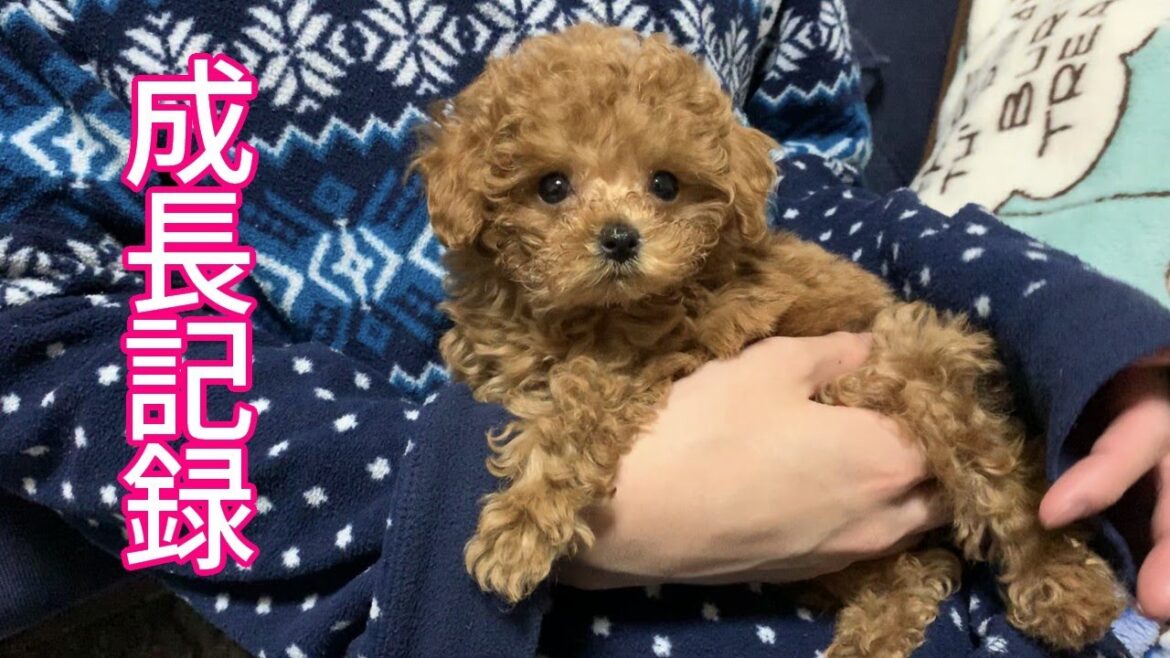 【成長記録】生後2ヶ月～１歳になるまで　トイプードルのリオン【トイプードル】【toy poodle】【犬】【マイクロティーカップ】