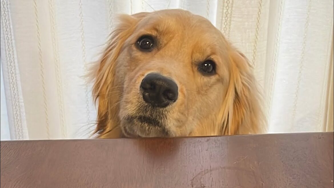 キッチンから戻ってきたママを首だけを覗かせてびっくりさせるゴールデンレトリバー