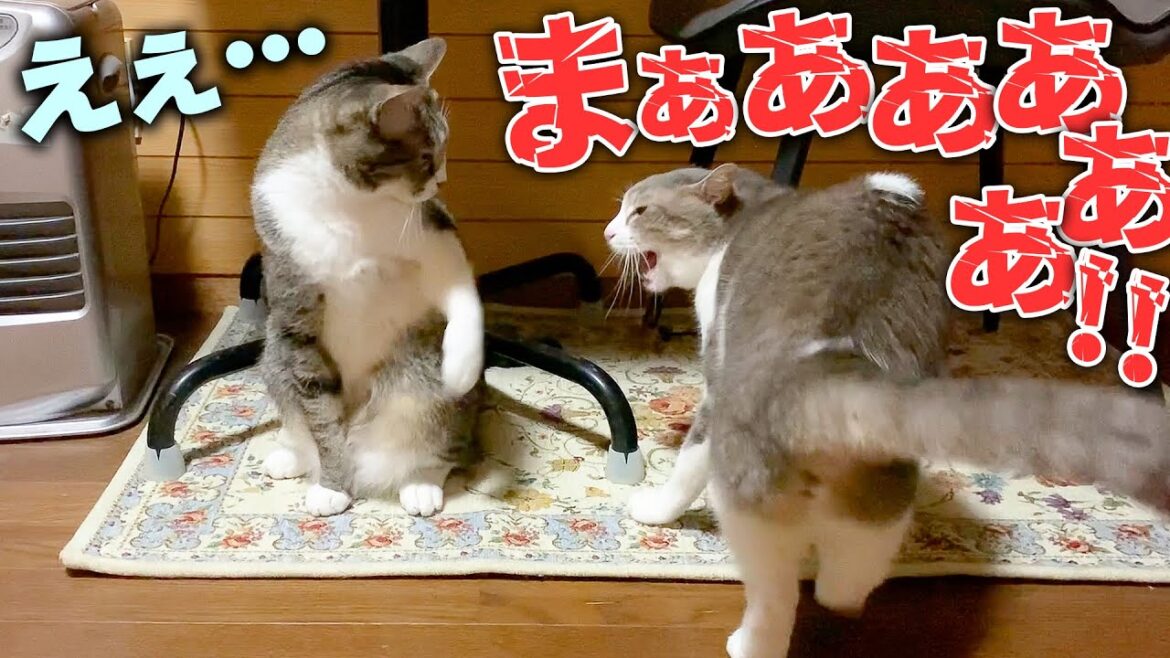 ブチギレて喧嘩中にサイレンみたいに叫ぶネコが怖すぎるwwww