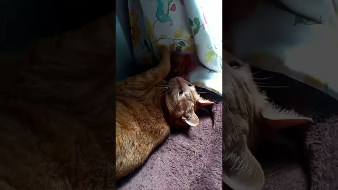 【茶トラ猫】ボブテイルの毛づくろいをするジラフ#shorts