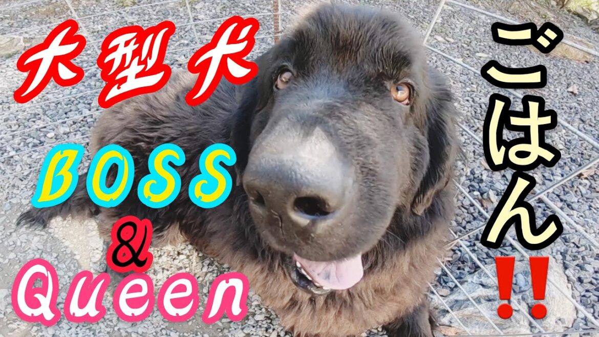 僕の昼ごはんは？超大型犬 ニューファンドランド グレート・デーン newfoundlanddogBOSS＆Great DaneQueen パピー渡辺ボス