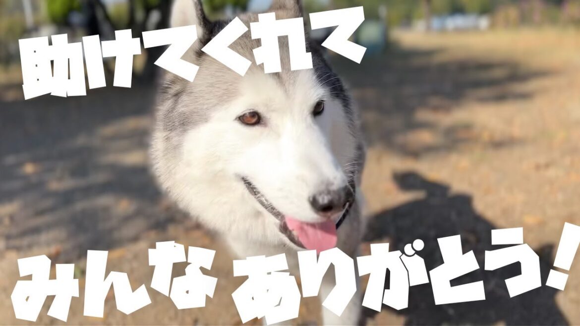 【ご報告】保護犬シベリアンハスキームタさんのチャリティーグッズ販売が無事終了しました！【ありがとう】