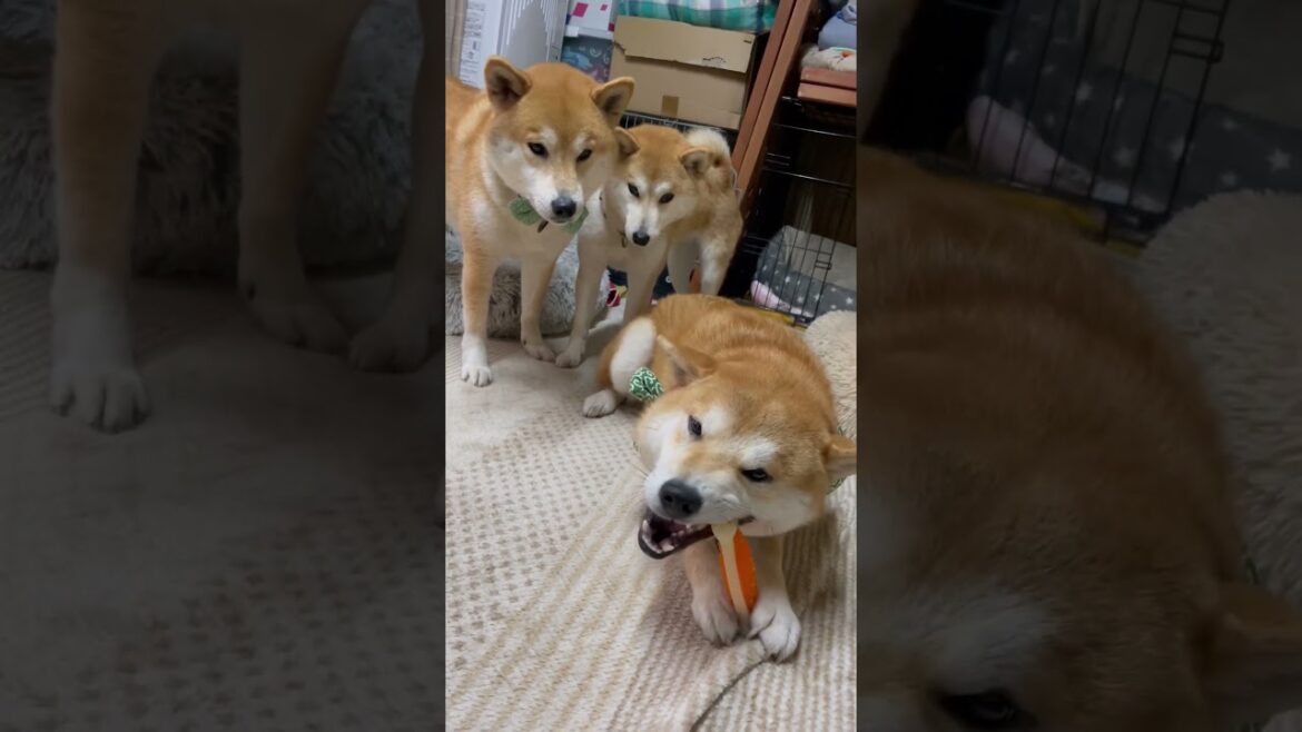 末っ子の子犬からはカミカミが奪えず待ってる柴犬姉弟お利口さんw #shorts #柴犬 末っ子の子犬からはカミカミが奪えず待ってる柴犬姉弟お利口さんw #shorts #柴犬