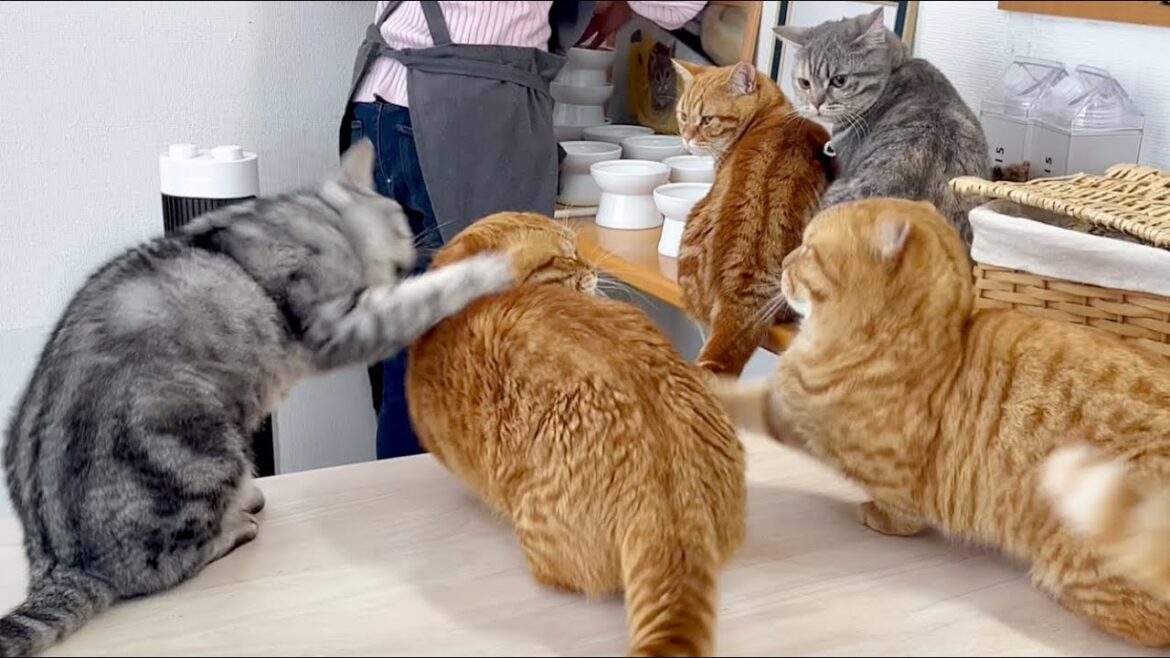 あいちゃんに便乗してどさくさに紛れてぽちゃくんにパンチをする茶々パパ。