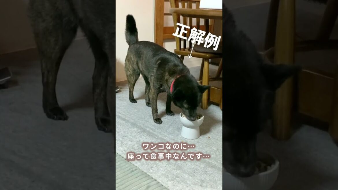 【甲斐犬】ネコに育てられたから？？座ってご飯を食べる甲斐犬ツムギ