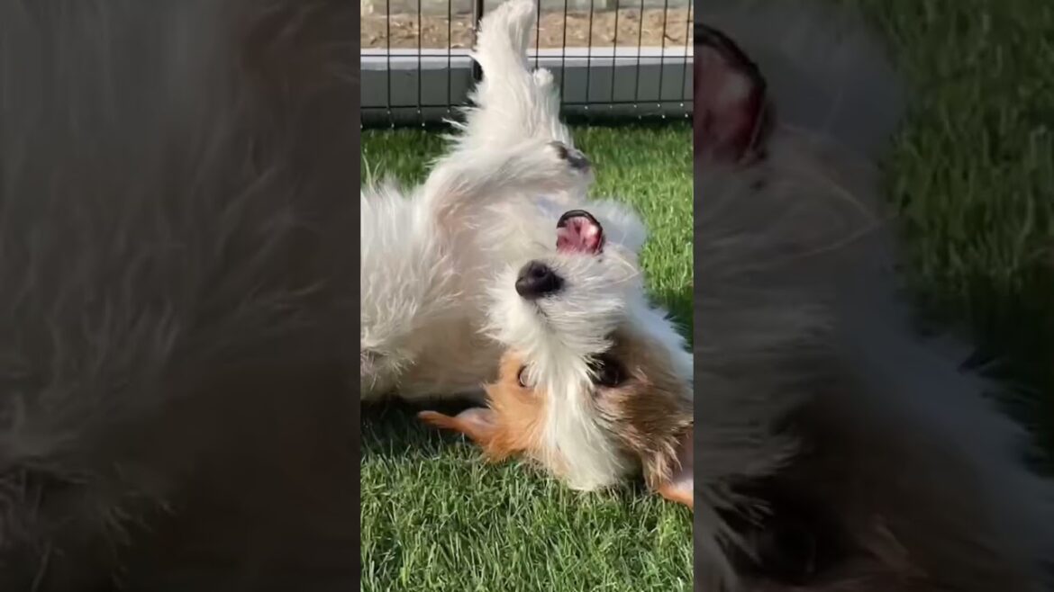 thank you2022 # shorts #dog #ジャックラッセルテリア #jackrussellterrier