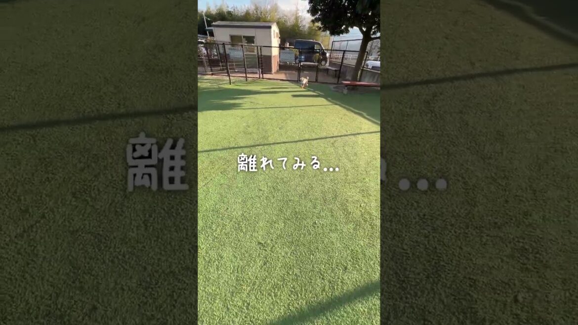 片時も離れたくない愛犬…【大きいトイプードル】#shorts