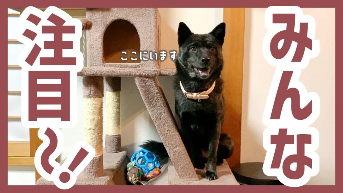 【甲斐犬】だれかに構って欲しくて頭を使ってアピールしまくる犬が可愛すぎる! 【甲斐犬】だれかに構って欲しくて頭を使ってアピールしまくる犬が可愛すぎる!