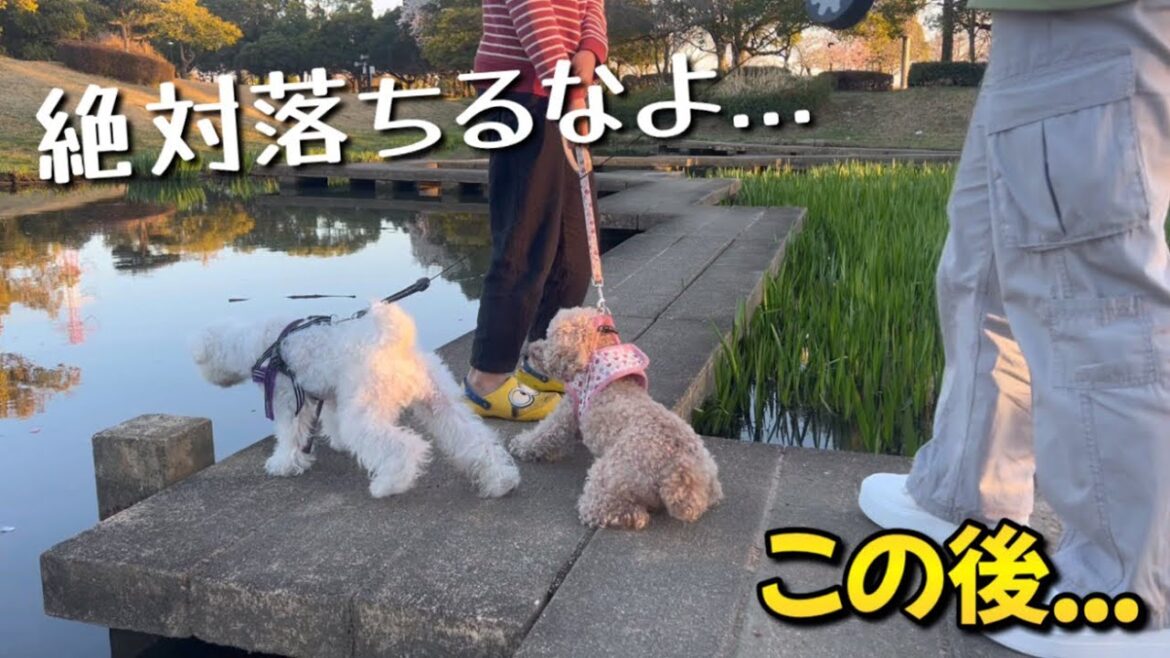 のんびり楽しいはずの散歩が...ww