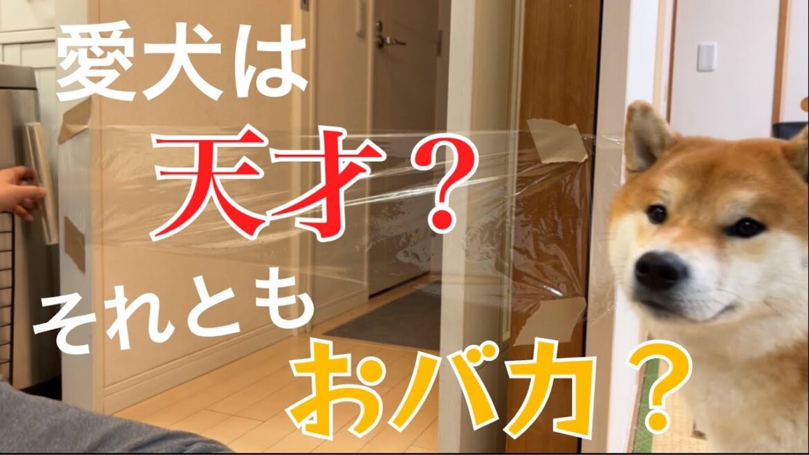 賢い柴犬に知能テストを試すも『可愛い』結果だった