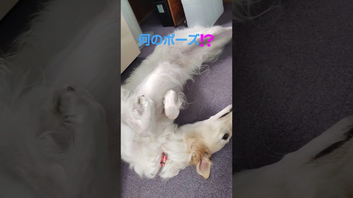 変なポーズ ボルゾイ🐶✨Weird Pose Borzoi 変なポーズ ボルゾイ🐶✨Weird Pose Borzoi