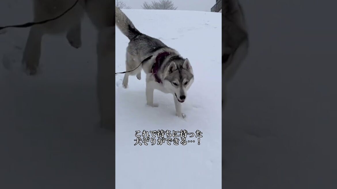 【予想外】シベリアンハスキーと念願の犬ぞりをしてみたら… #ハスキー犬