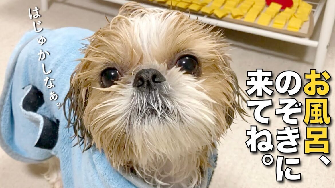 【シーズー】まるちゃんのお風呂、のぞきに来てね！www【243】