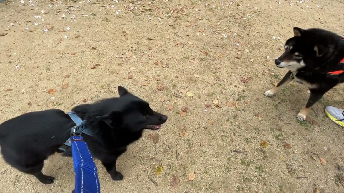スキッパーキの”オセルくん”と”犬慣れ”の練習！