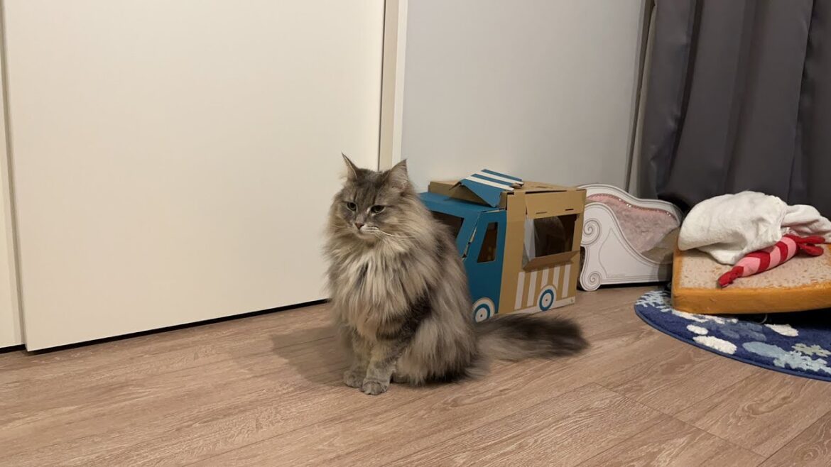 【猫配信】花金雑談配信です。ノルウェージャンフォレストキャット
