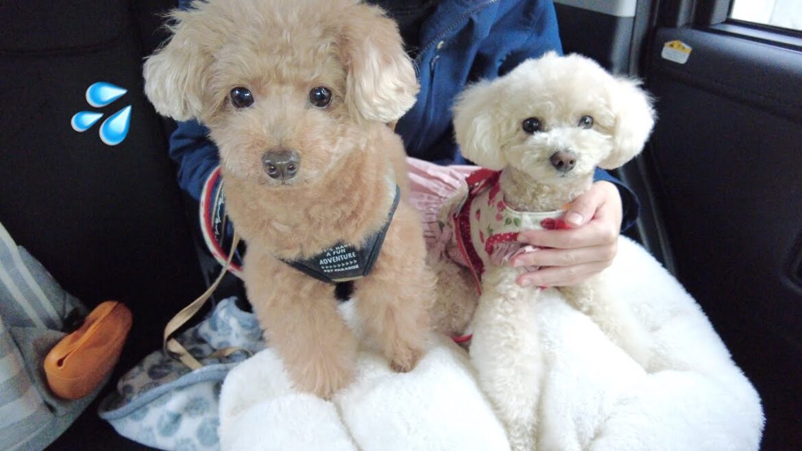 妹のワクチン注射なのに妹より絶望的な声でうろたえる兄犬がこちら
