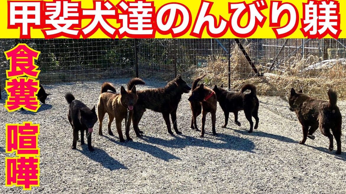 繁殖現場から来た甲斐犬達の普段のしつけ「食糞」「喧嘩」の対処