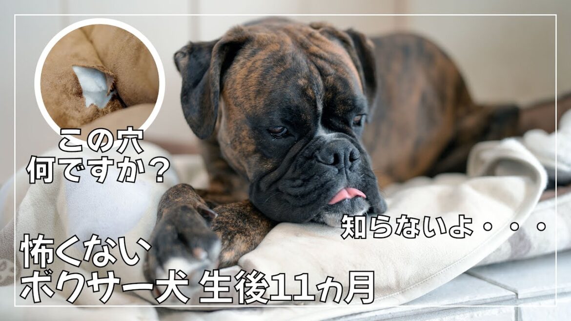お気に入りのドッグベッドに穴をあけたボクサー犬子犬の最近の出来事