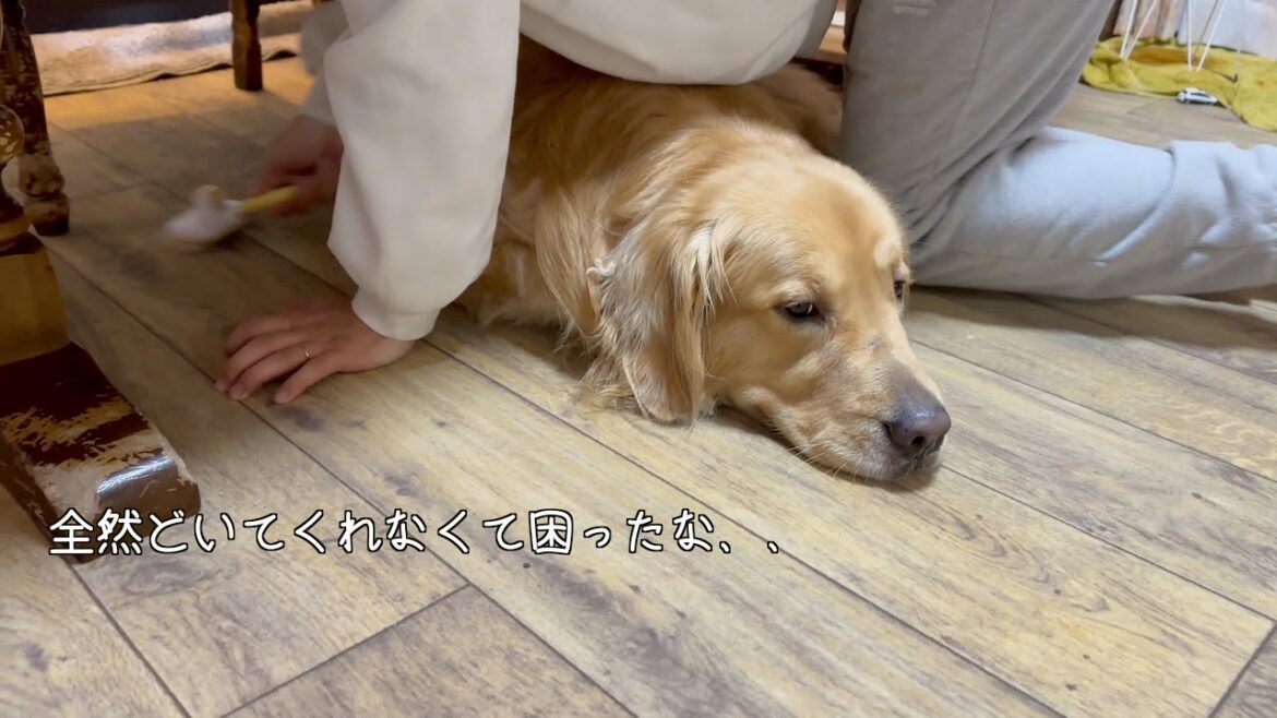 遊びに誘われるまで、飼い主の指示は耳に入らないゴールデンレトリバー