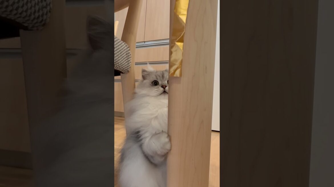 隠れたところから猫パンチ 【サイベリアン】 #Shorts