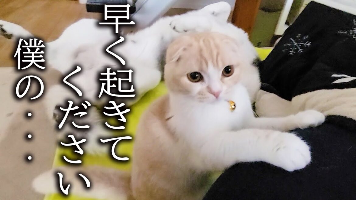 お昼寝していると子猫が騒いで起こすのでついて行くと...