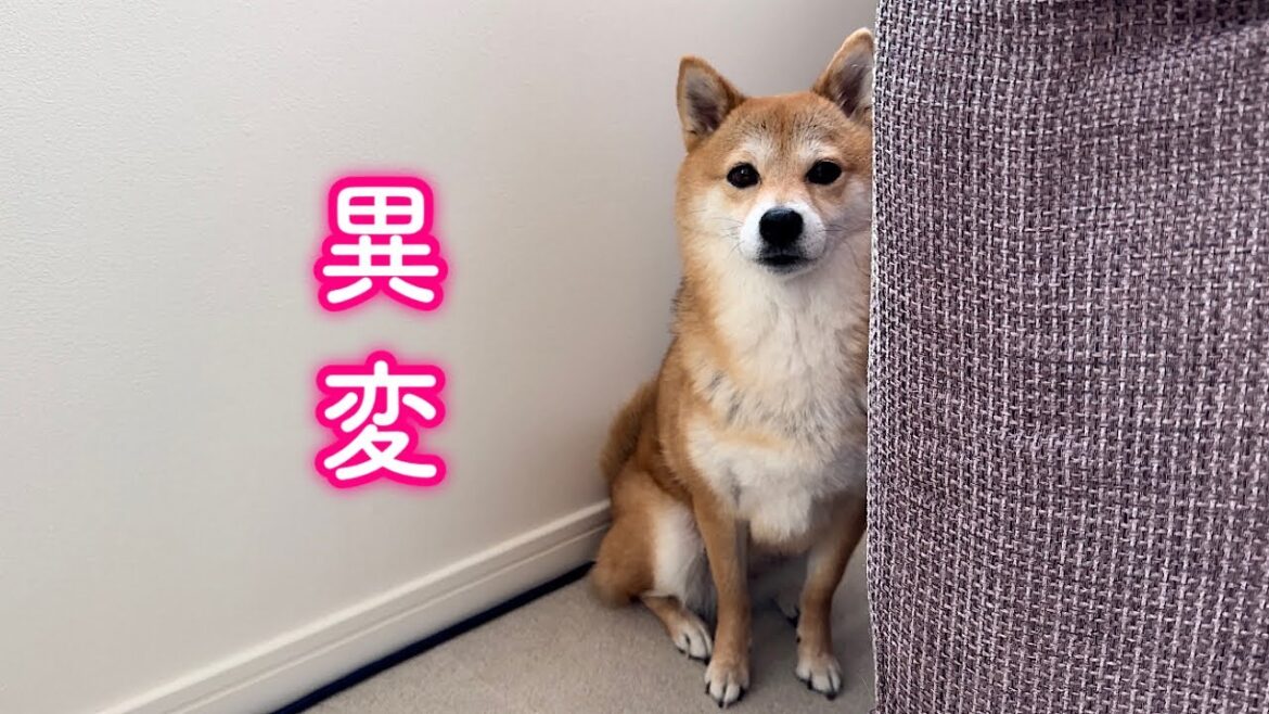 愛犬の異変に家族全員心配しました。