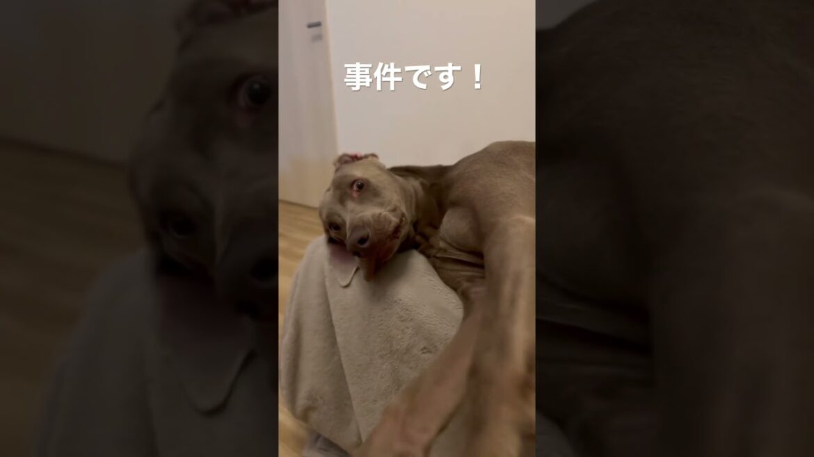 事件です #ワイマラナー #ゴールデンレトリバー #大型犬